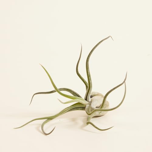 plnts-babyplnts-tillandsia-caput-medusae-luftpflanze-10-cm image 7
