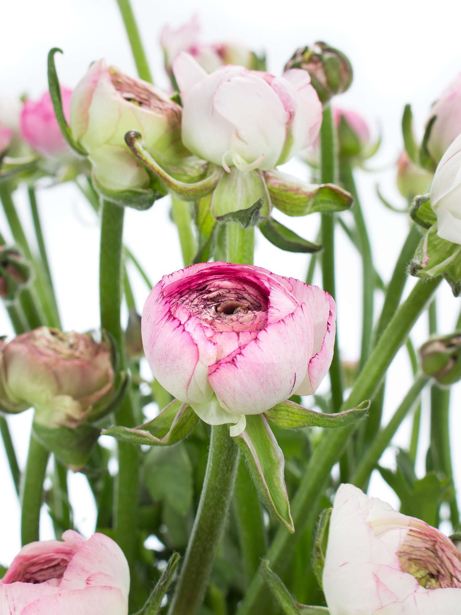 blumigo-ranunkeln-andrea-cappuccino-schnittblume-rosa-wei image 2