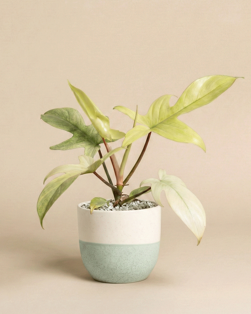 feey-variado-philodendron-florida-ghost-ohne-bertopf image 4