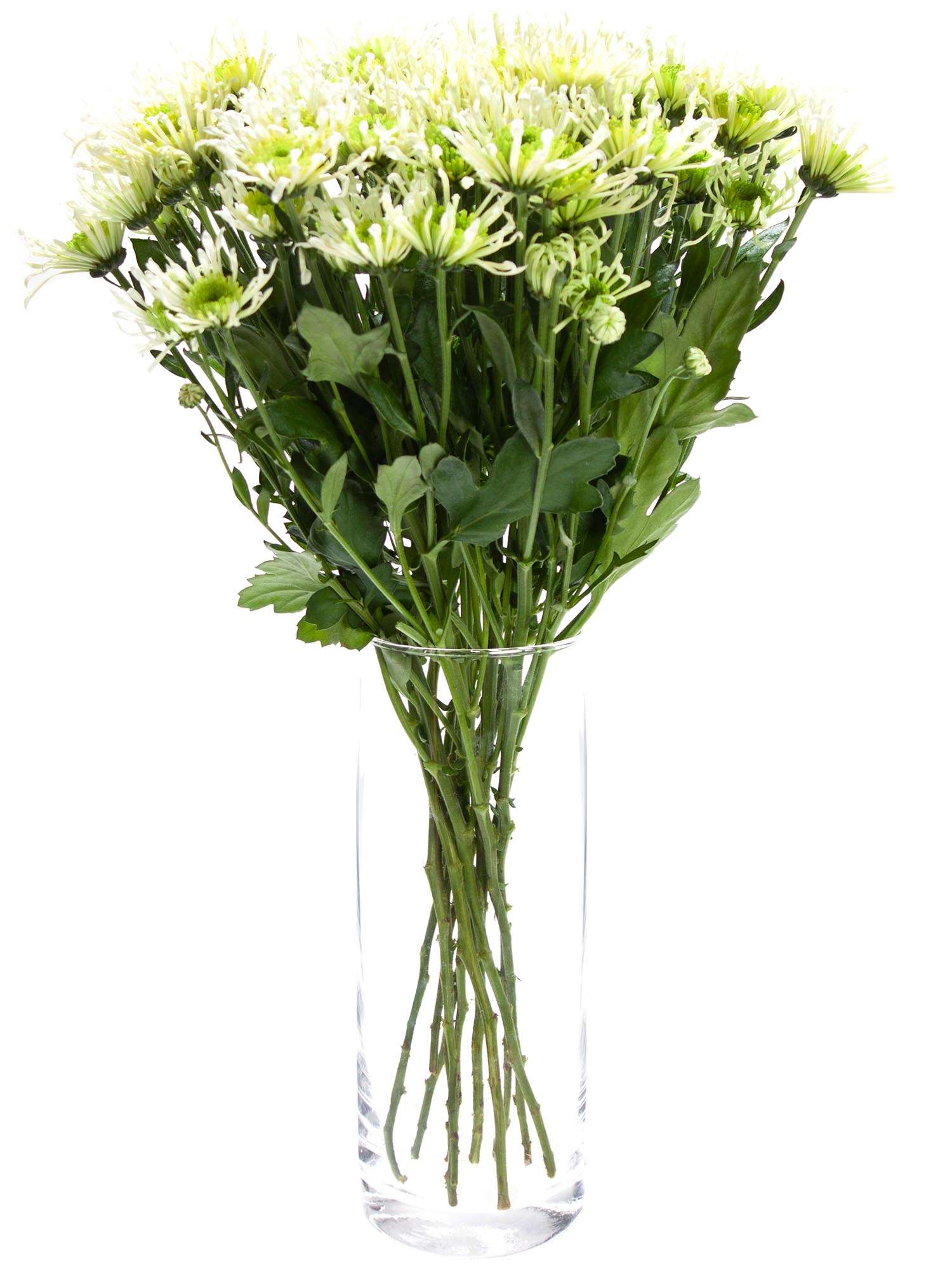 blumigo-santinis-anura-green-chrysantheme-wei-gr-n image 2