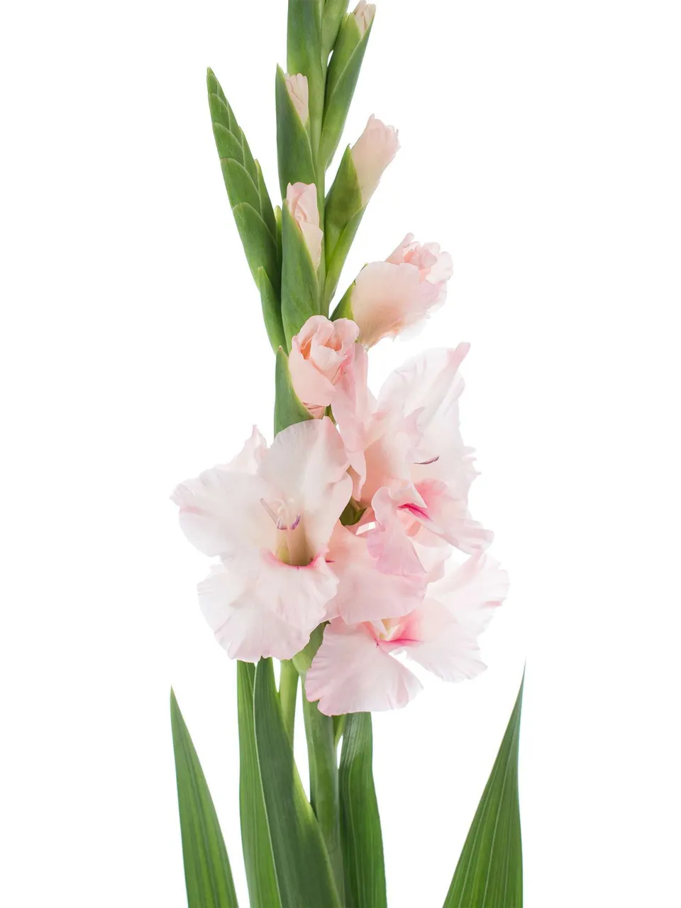 blumigo-gladiolen-adrenalin-rosa-schnittblumen image 1