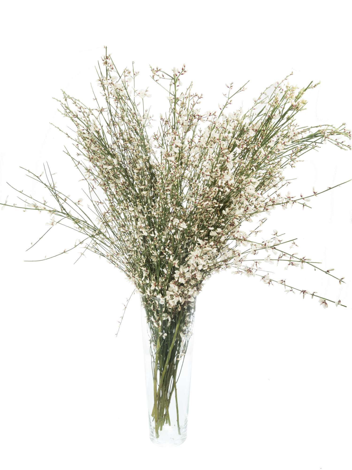 blumigo-zweige-wei-er-ginster-bund-vasedeko image 2