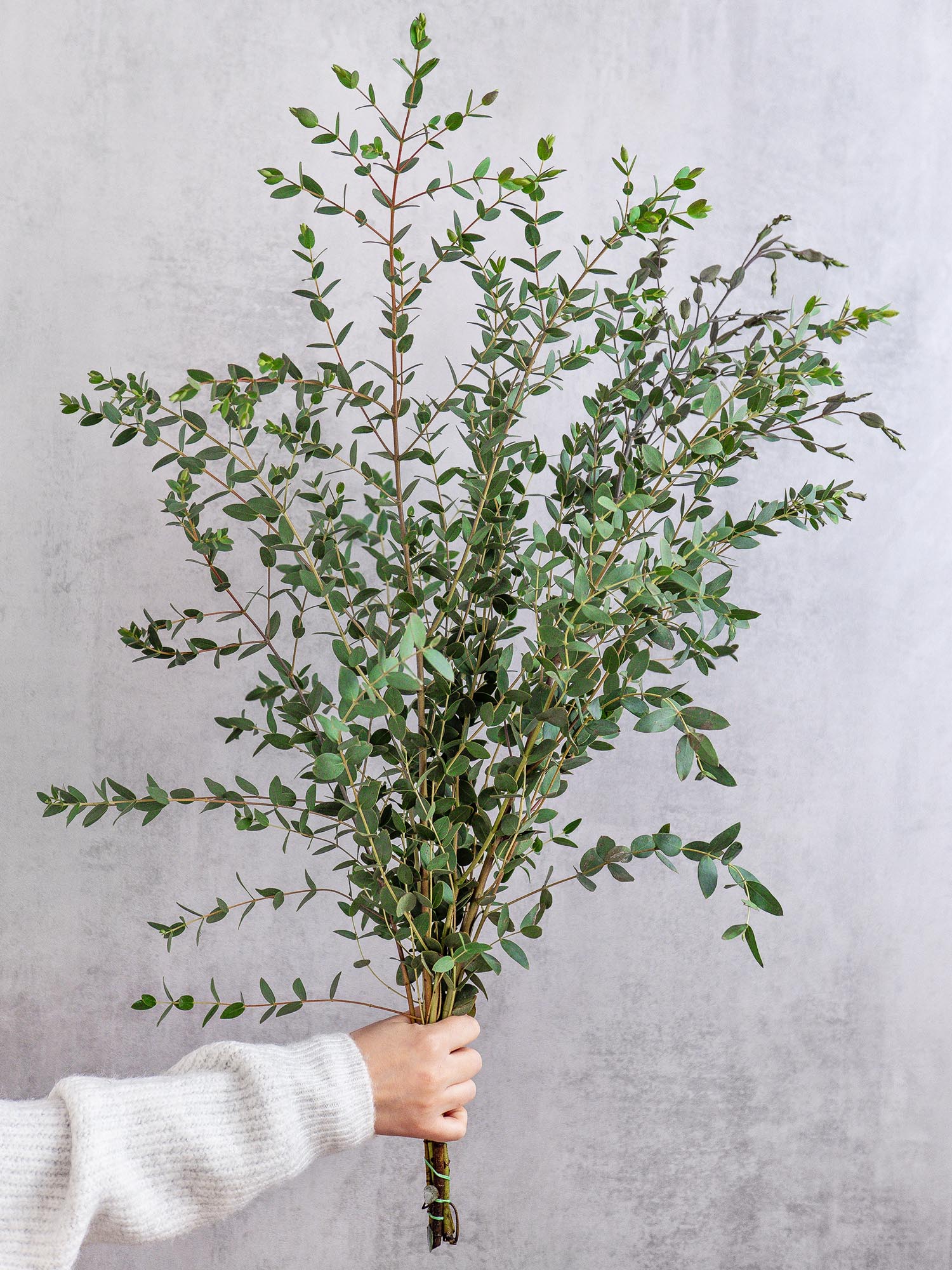 blumigo-eukalyptus-parvifolia-gr-n-schnittgr-n-deko-frisch image 1