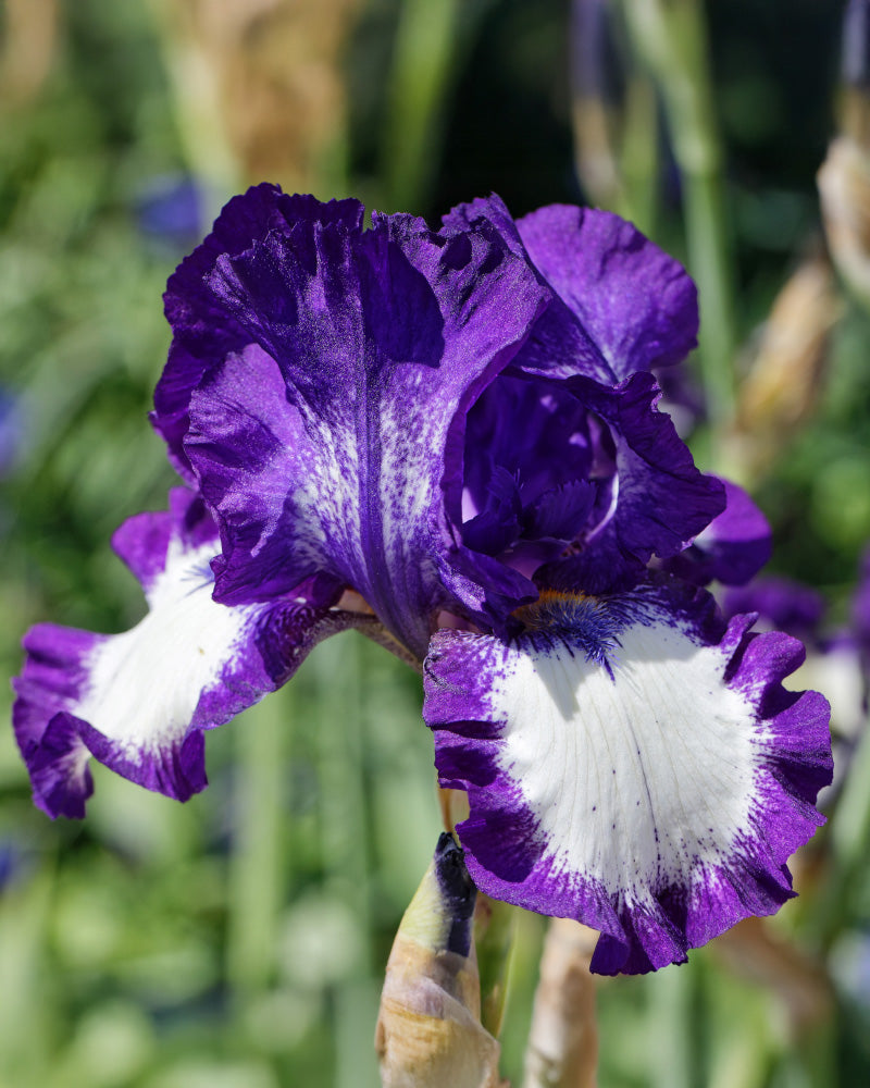 feey-amsterdam-iris-loop-the-loop-schwertlilie-wei-violett-4-st-ck image 2