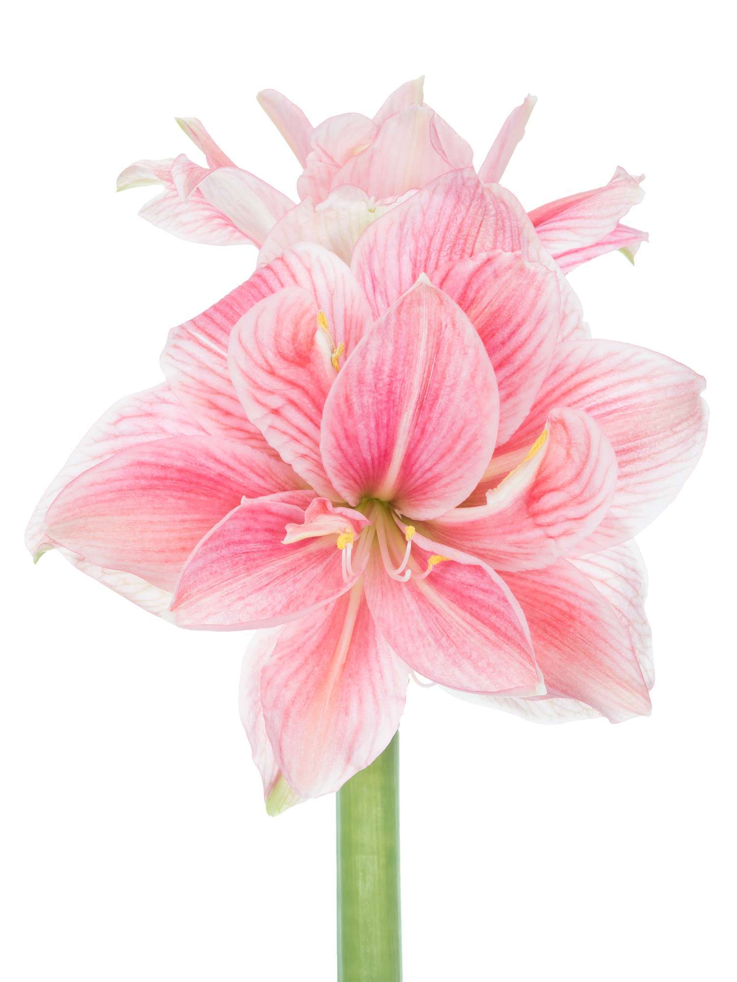 blumigo-amaryllis-sweet-nymph-schnittblume-pink-wei-gef-llt image 1