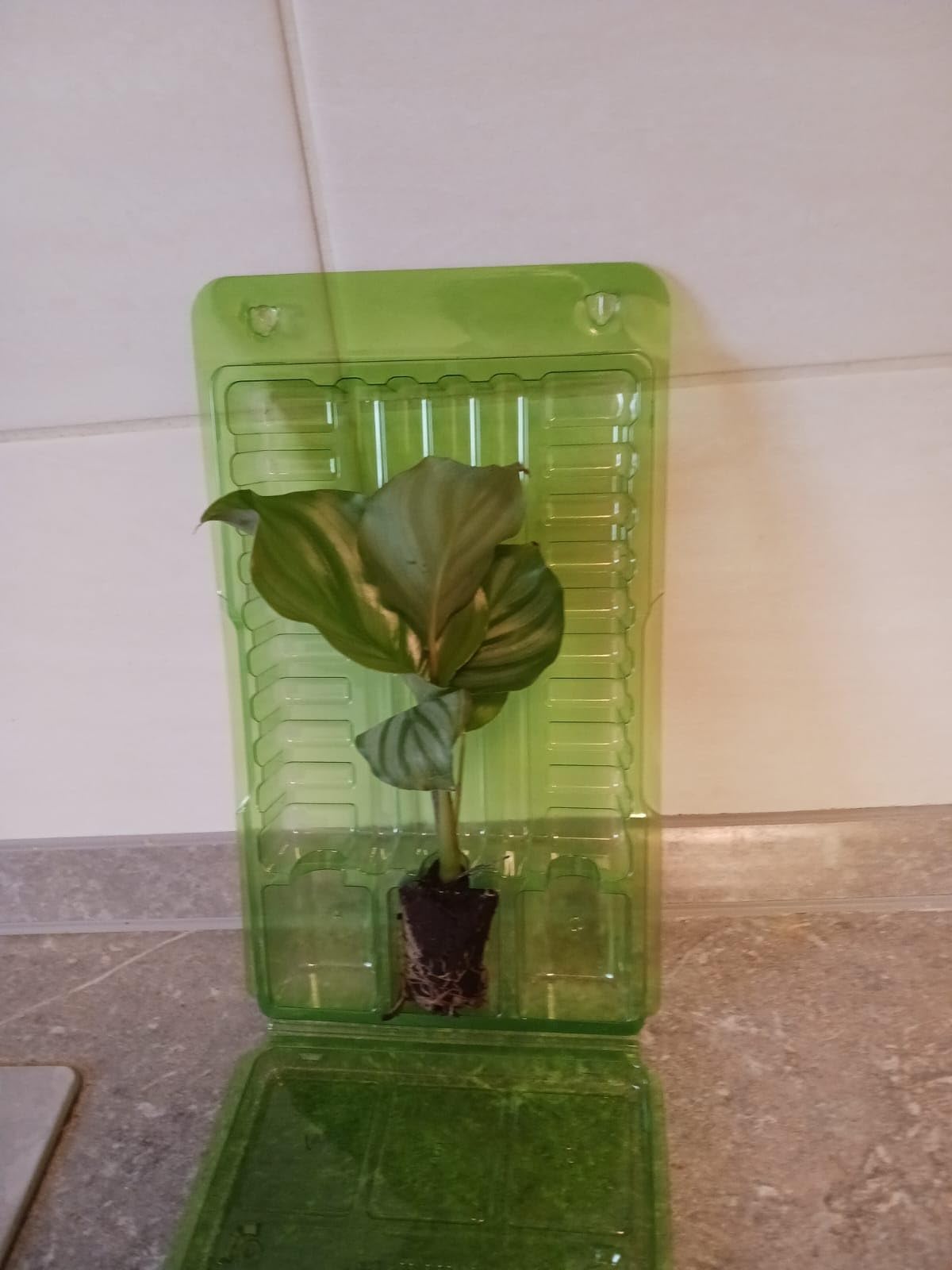 Schön groß