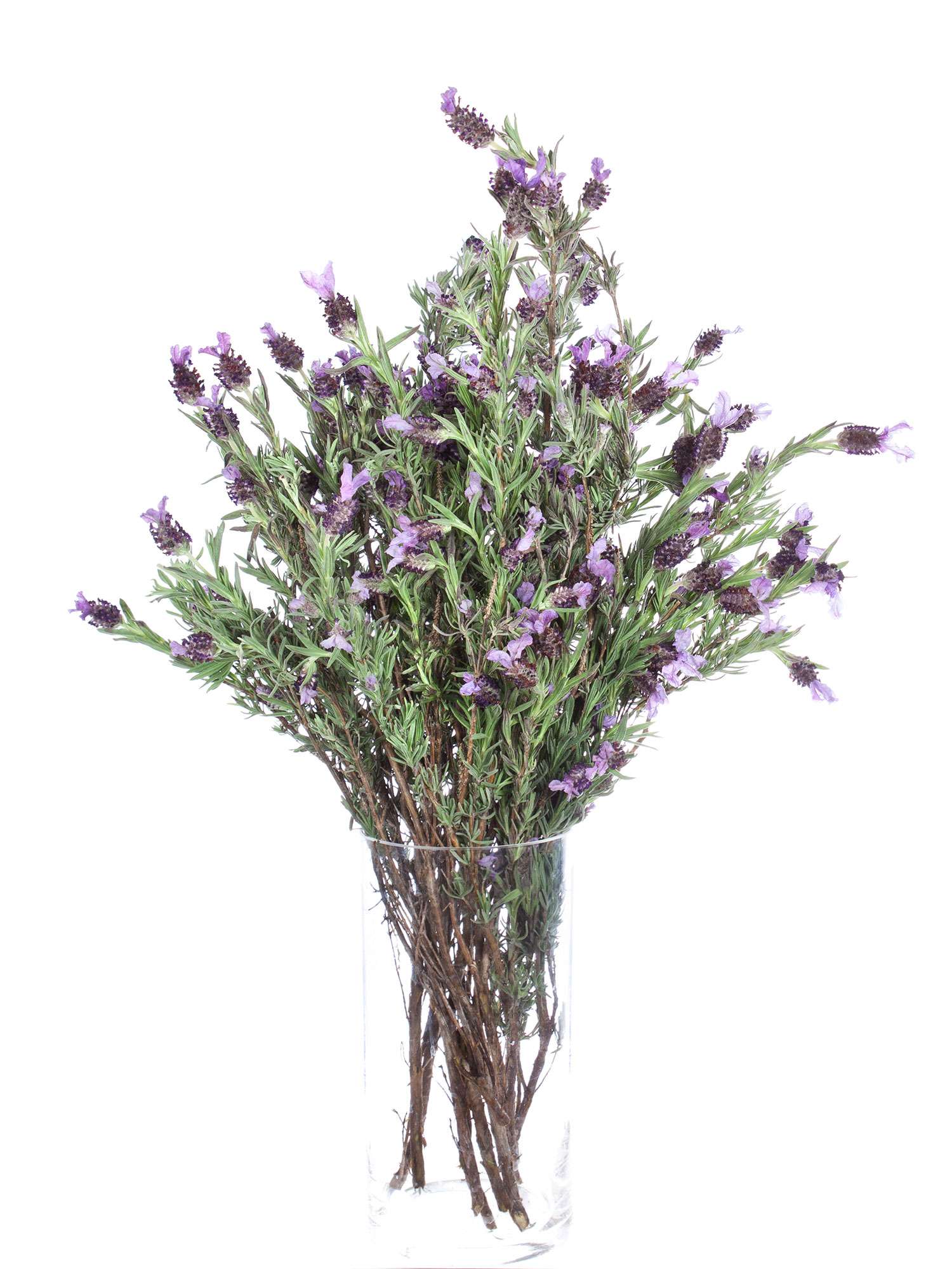 blumigo-lavendel-stoechas-schopf-lavendel-violett image 2