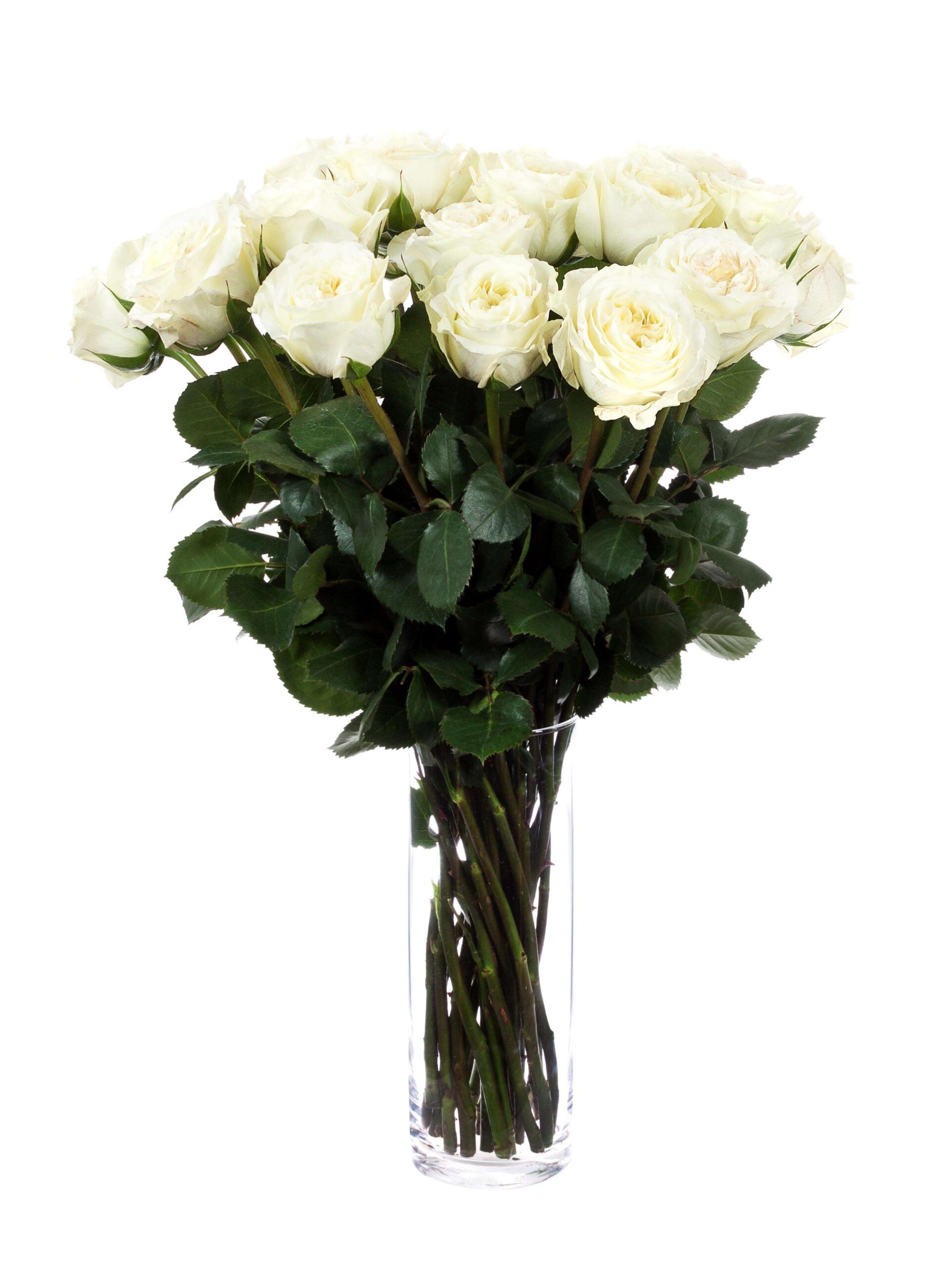 blumigo-rosen-mayra-cream-schnittrose-wei-creme image 2