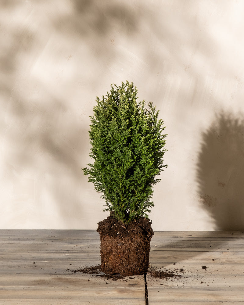 feey-amsterdam-scheinzypresse-snow-white-gartenpflanze-o-top image 3