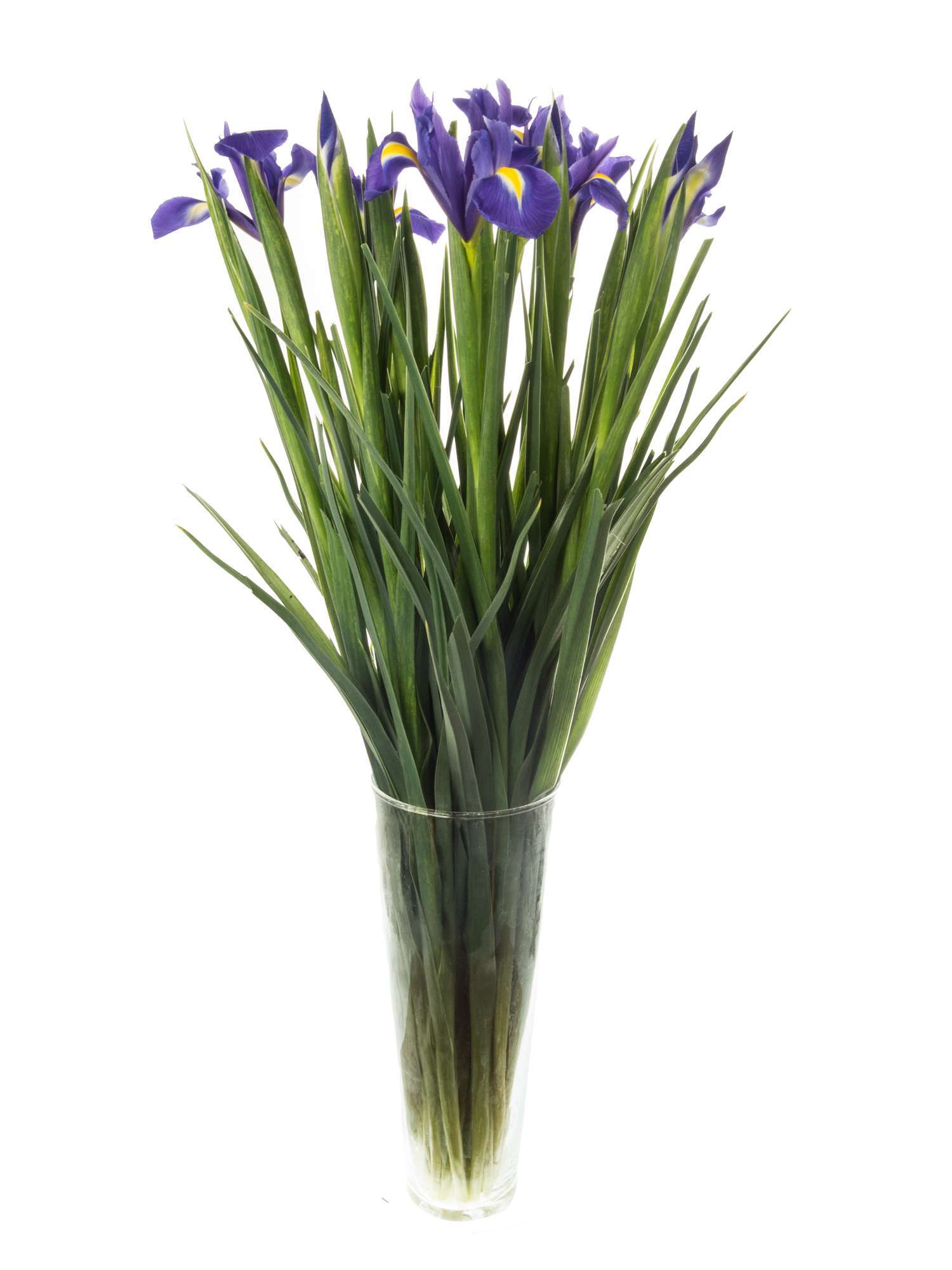 blumigo-iris-blue-magic-blaue-schnittblume image 3