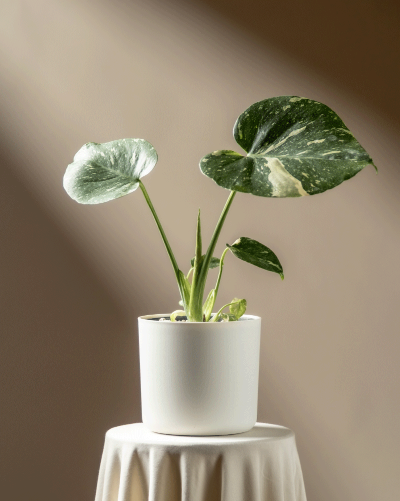 feey-variado-monstera-thai-constellation-zimmerpflanze-klein image 7
