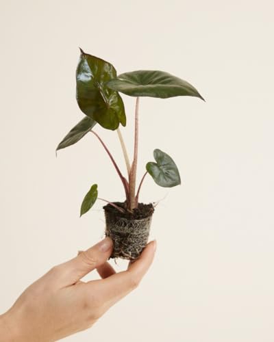 plnts-babyplnts-baby-alocasia-yucatan-princess-25-cm image 8