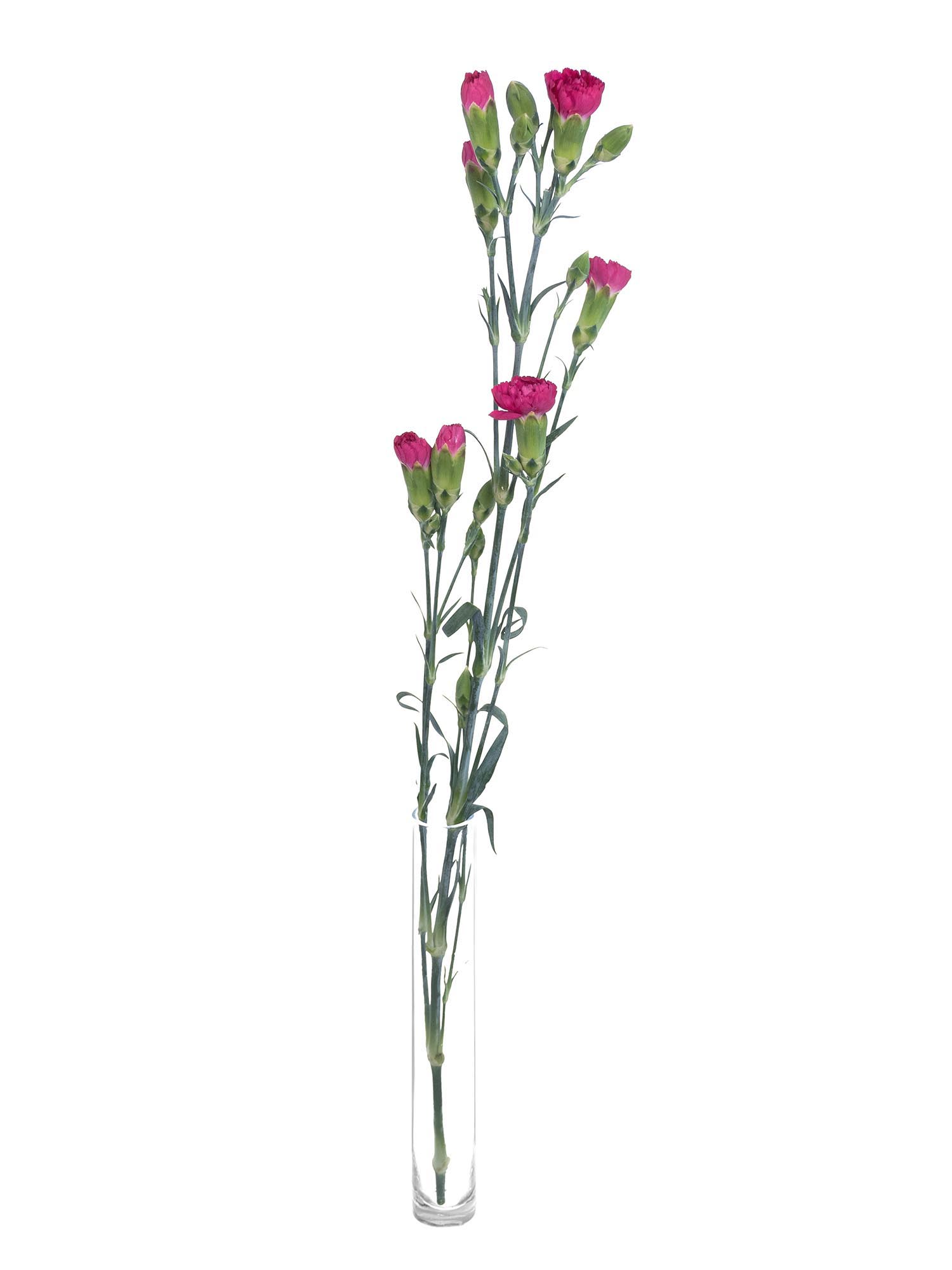blumigo-nelken-pigeon-verzweigte-nelke-pink-frisch image 3