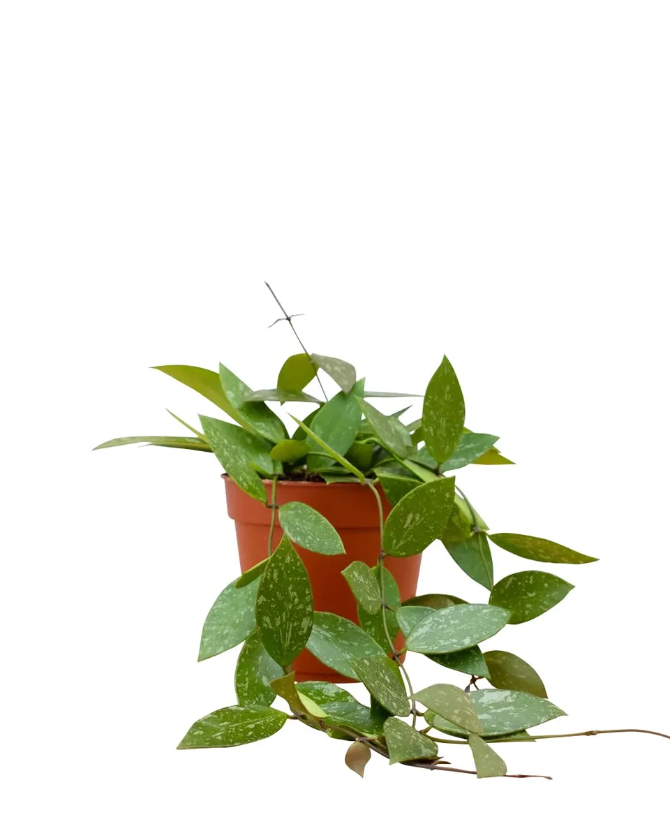 plnts-rareplnts-hoya-gracilis-wachsblume-12-cm image 1