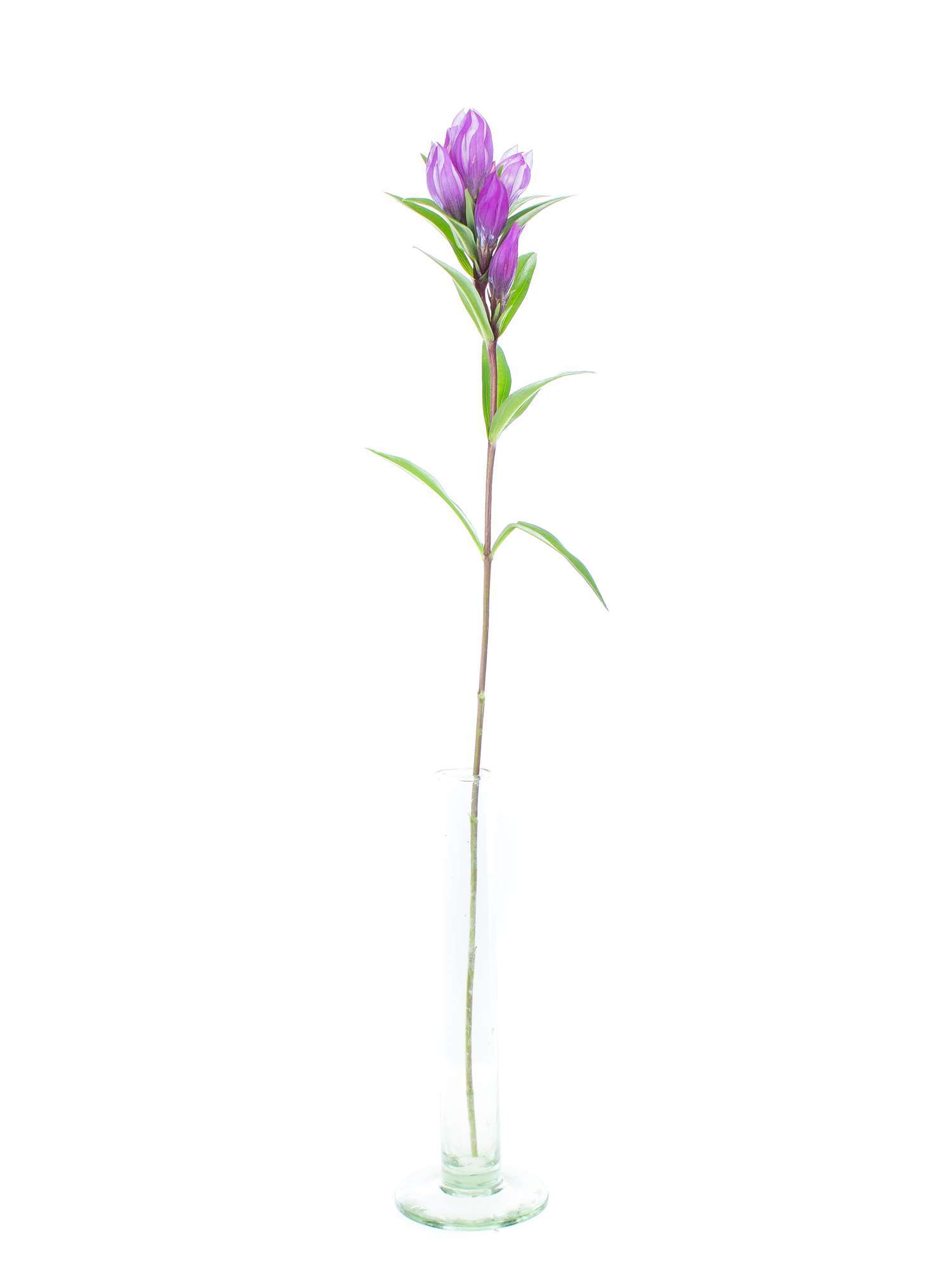 blumigo-blattwerk-enzian-pink-sky-blume-pink-frisch image 3