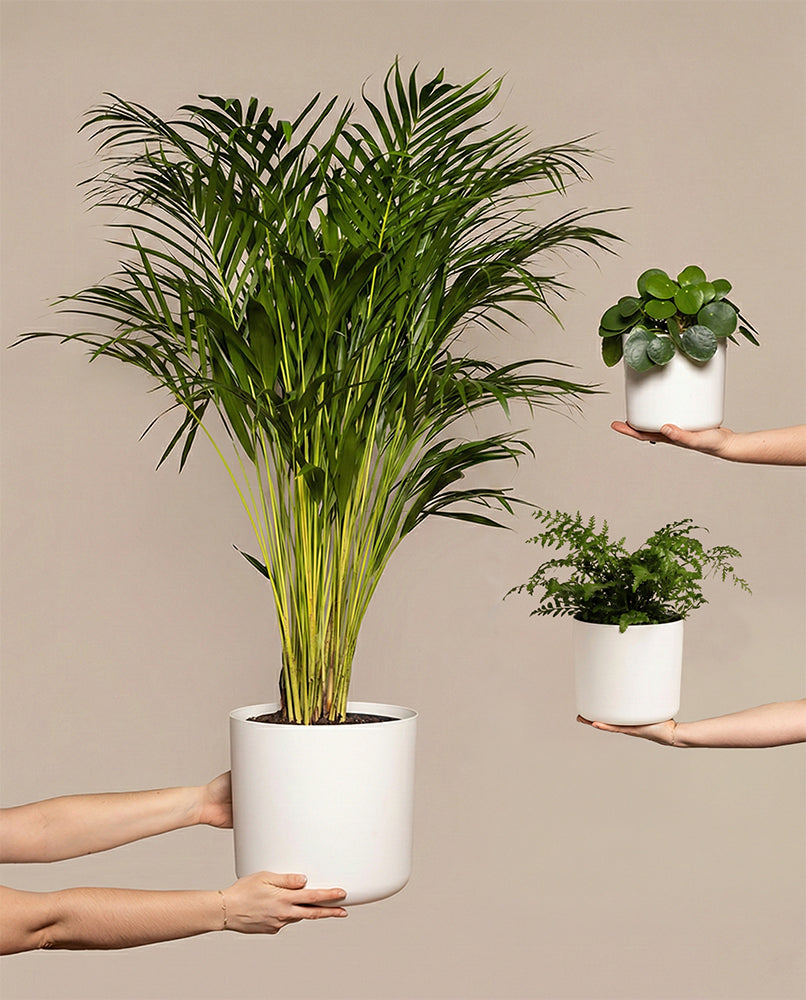 feey-variado-tierfreundliches-pflanzen-set-ohne-bertopf-gro image 1