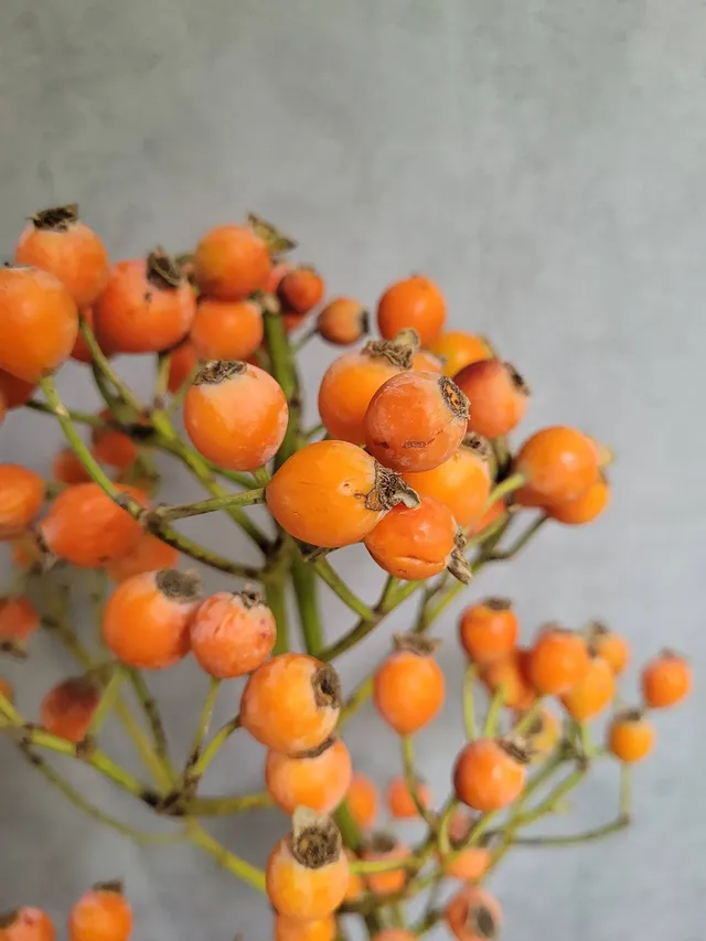 blumigo-herbstdeko-hagebutten-fruttosa-orange-bund image 1