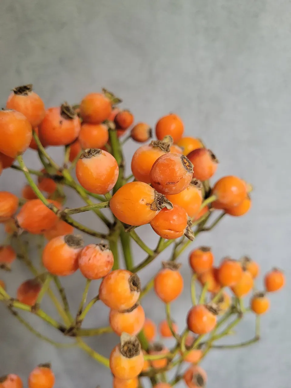 blumigo-herbstdeko-hagebutten-fruttosa-orange-bund image 1