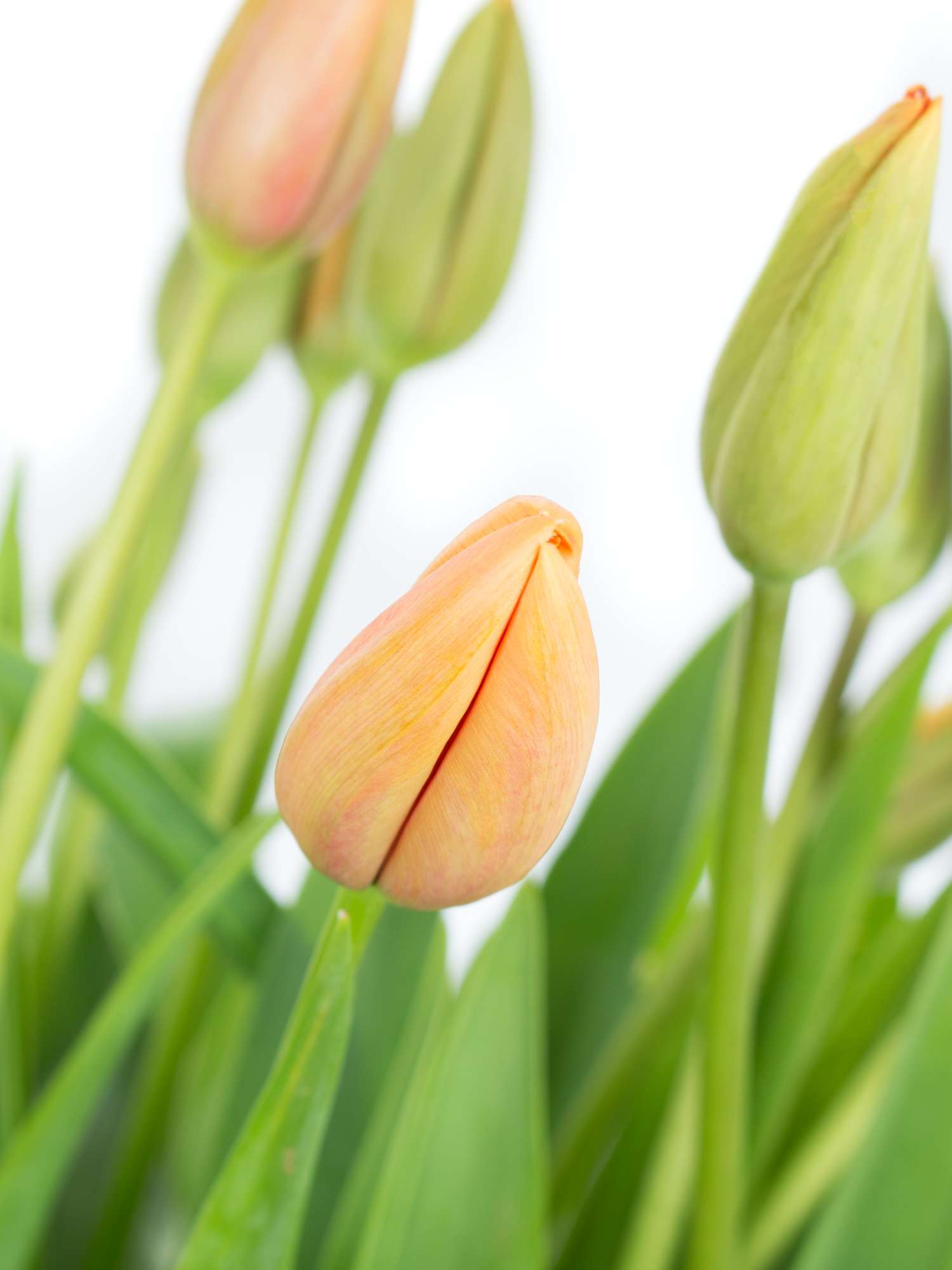 blumigo-tulpen-avignon-franz-sische-tulpen-lachs-orange image 1