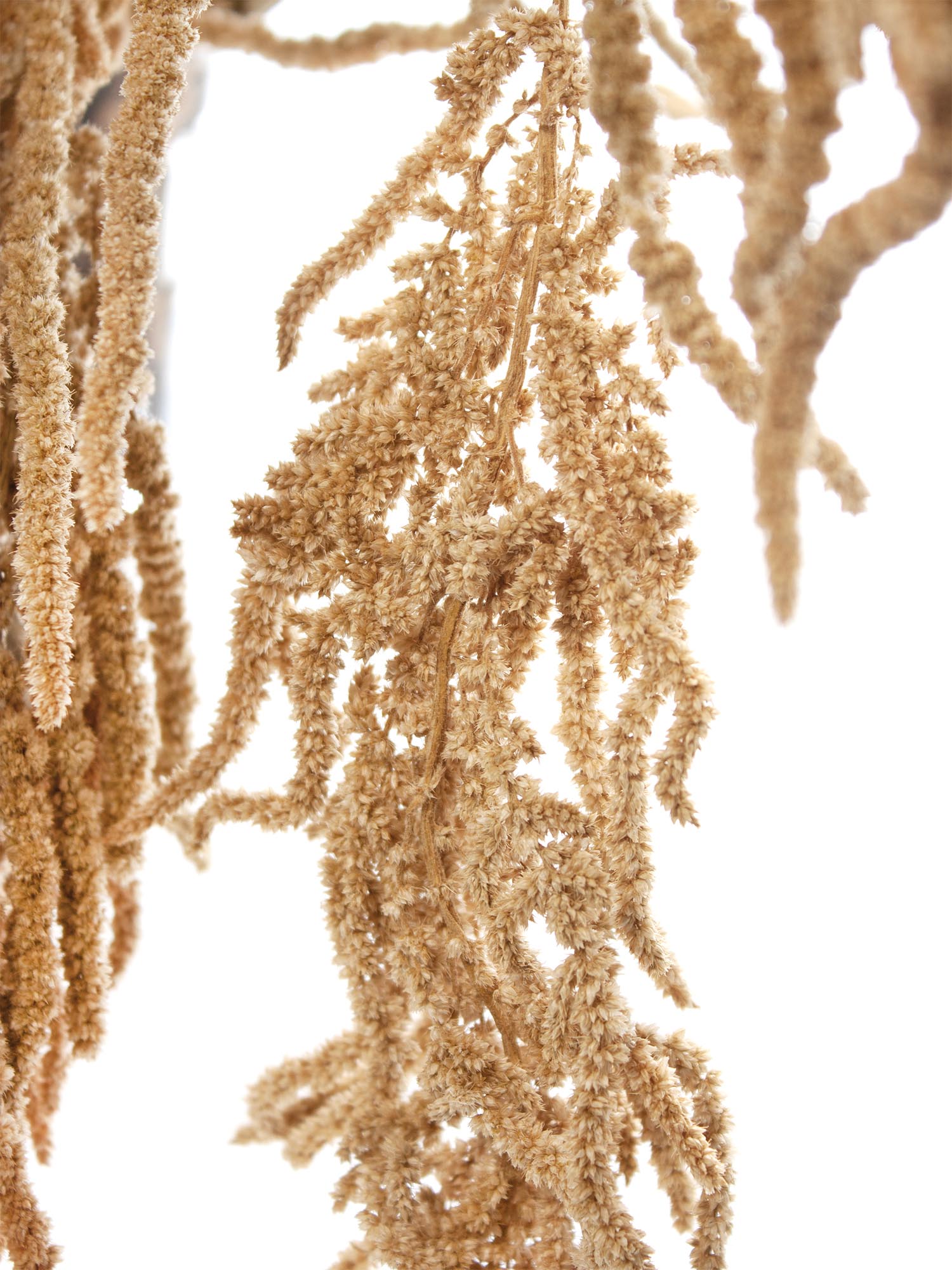 blumigo-trockenblumen-amaranthus-getrocknet-natur-trockenblume-bund image 1