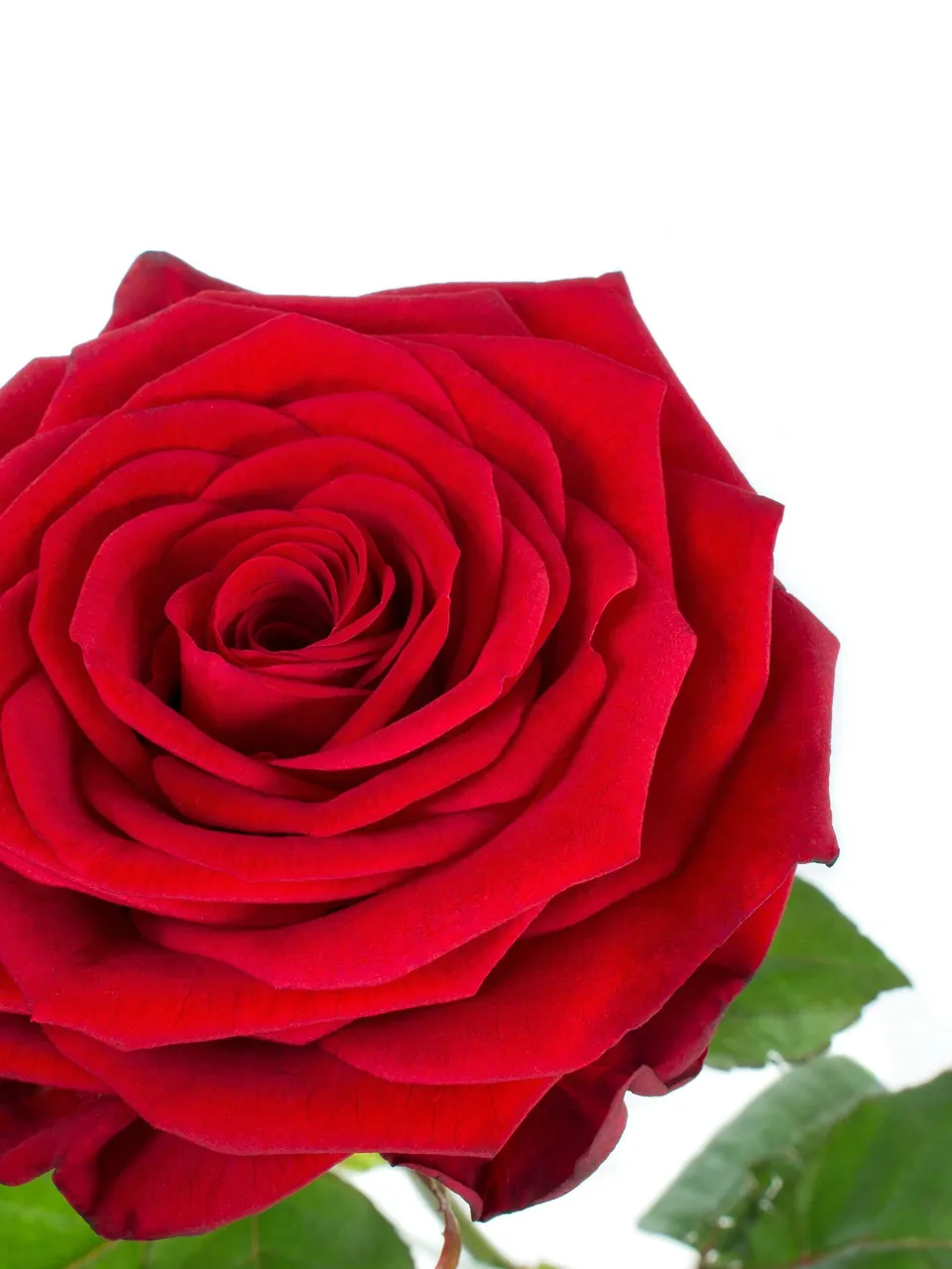 blumigo-motivkarte-rote-rose-gru-karte-1-st-ck image 1