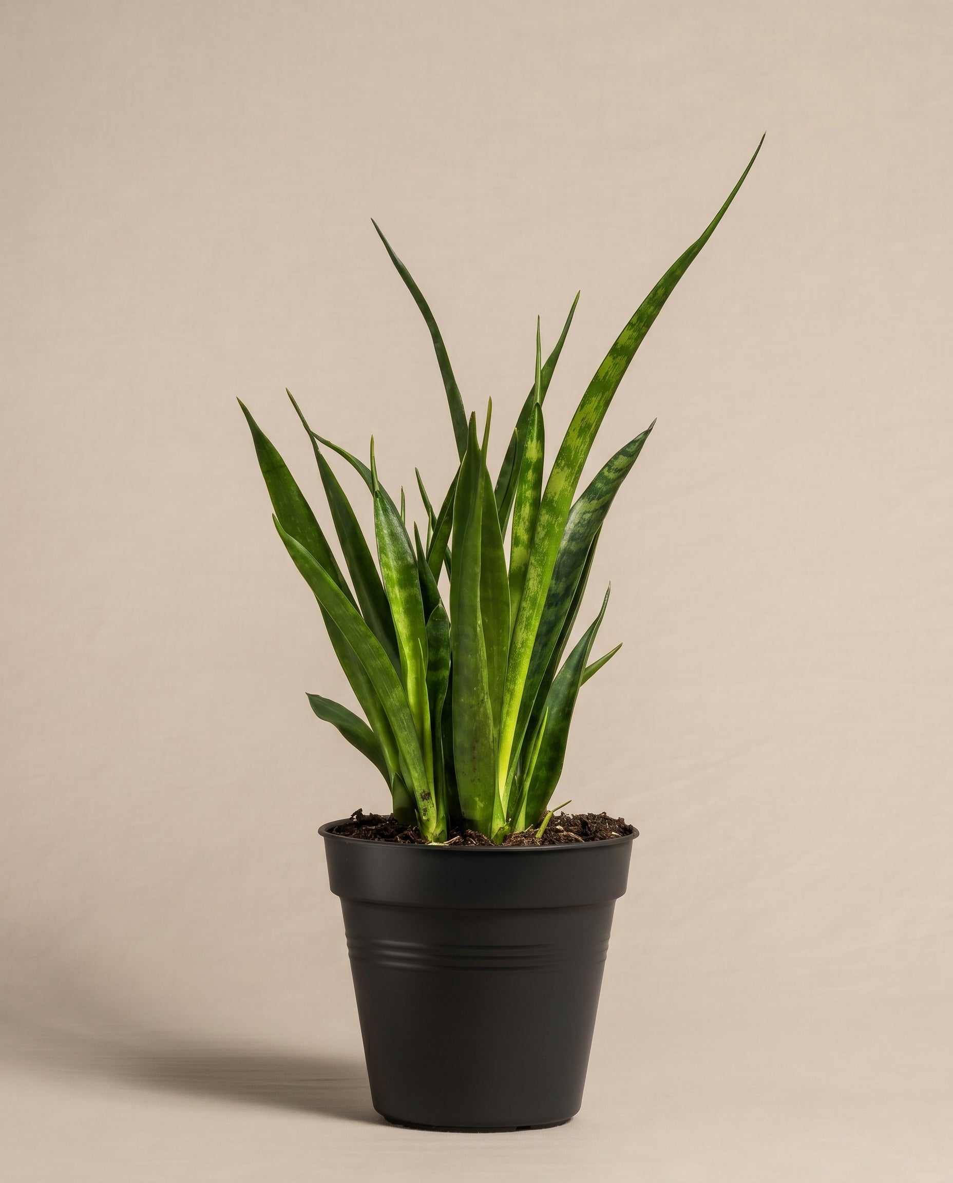 feey-variado-sansevieria-friends-zimmerpflanze-ohne-bertopf image 3