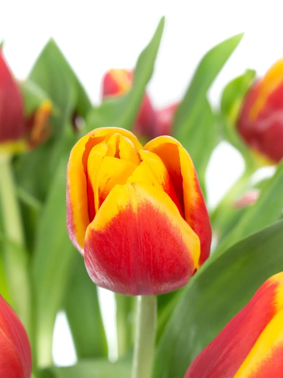 blumigo-tulpen-kees-nelis-rot-gelbe-schnittblumen-1-stiel image 1