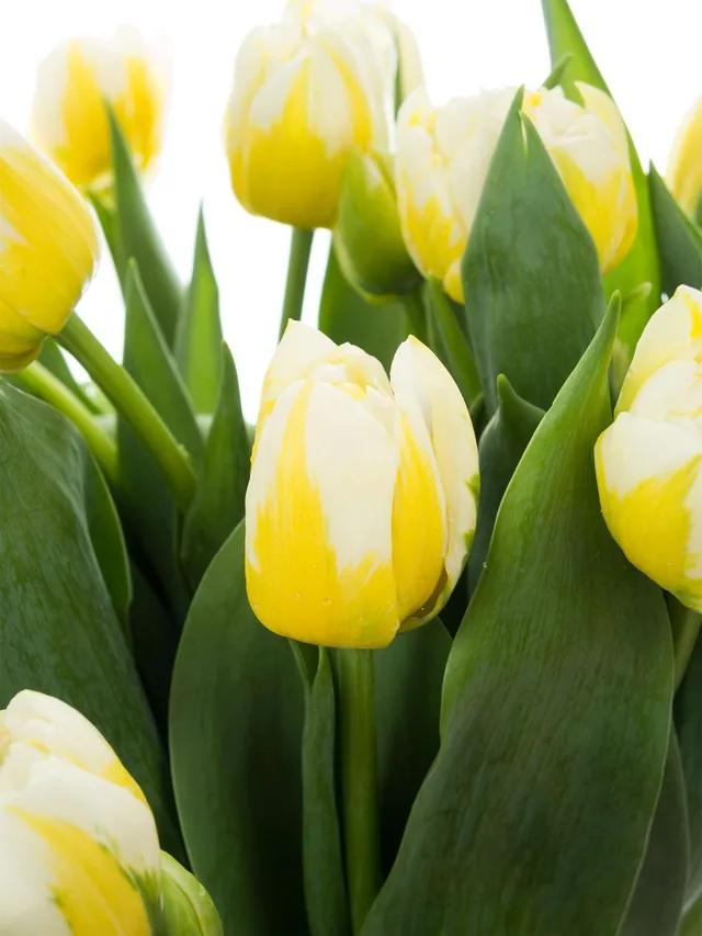 blumigo-tulpen-flaming-evita-gef-llt-wei-gelb image 1