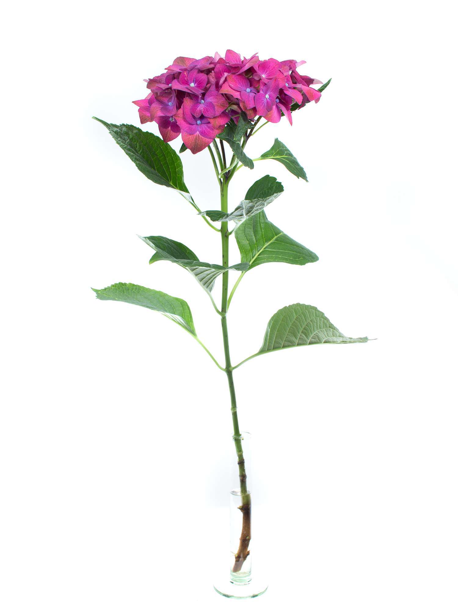 blumigo-hortensien-magical-green-shadow-violett-pink-stiel image 2