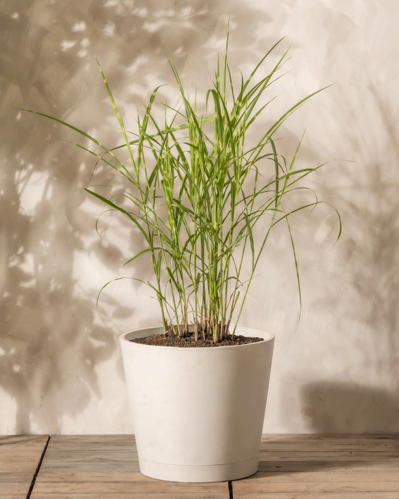 feey-miscanthus-strictus-ziergras-winterhart-1-2-m image 4