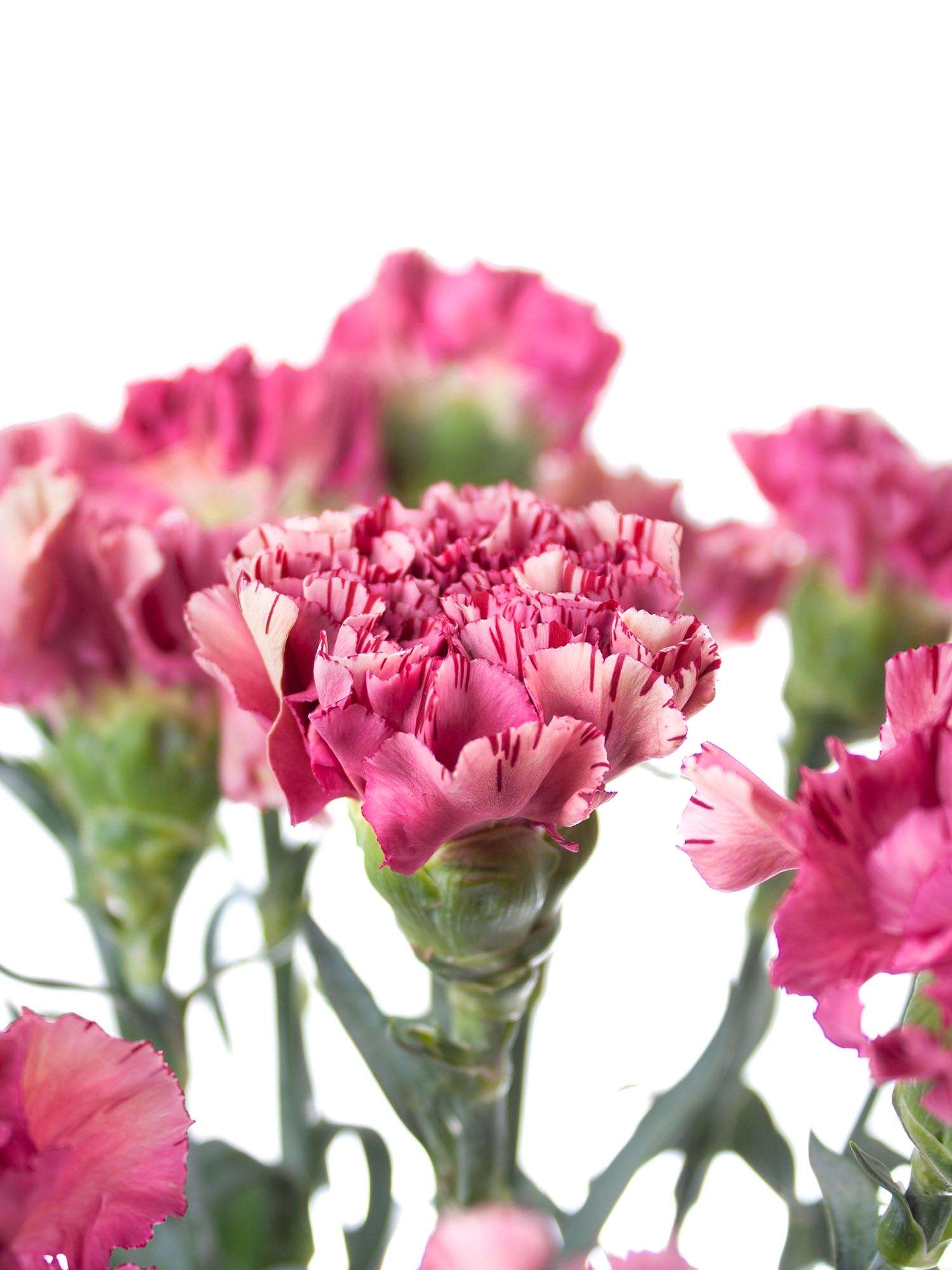 blumigo-nelken-viper-wine-edelnelke-pink image 2