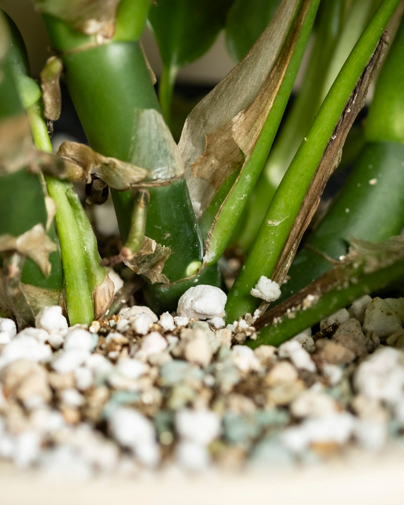 feey-variado-monstera-deliciosa-fensterblatt-ohne-bertopf-2 image 7