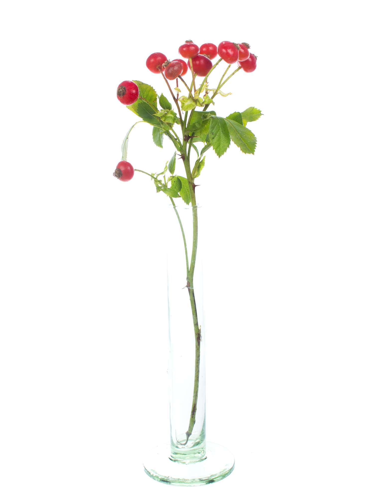 blumigo-herbstdeko-magical-fantasy-hagebutte-rot-zweig image 3