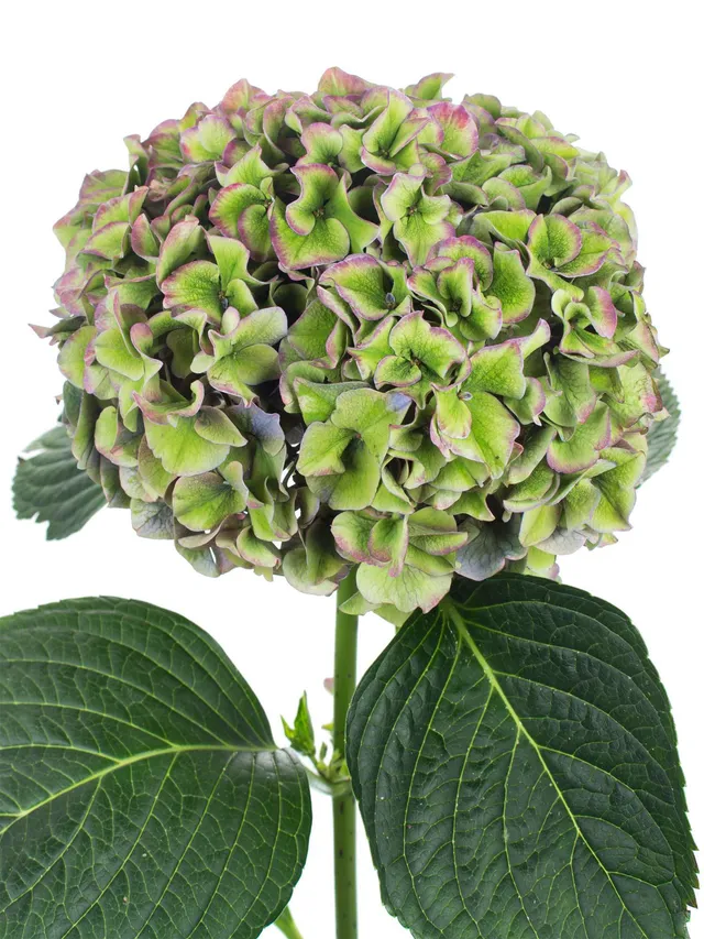 blumigo-hortensien-magical-rodeo-classic-schnittblume-gr-n-violett image 1