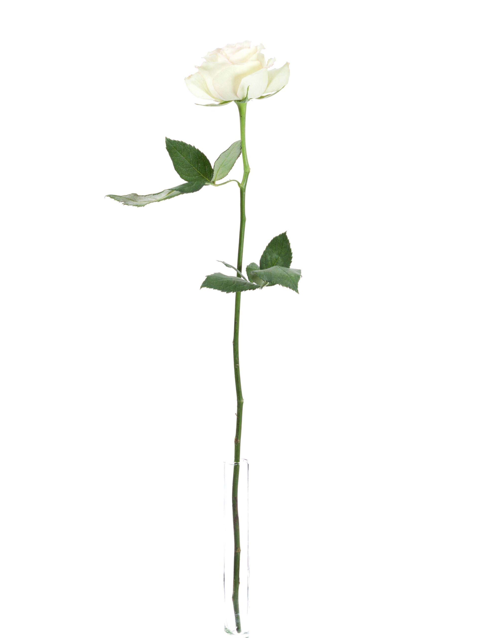 blumigo-rosen-hypnose-schnittblume-creme-rosa image 3