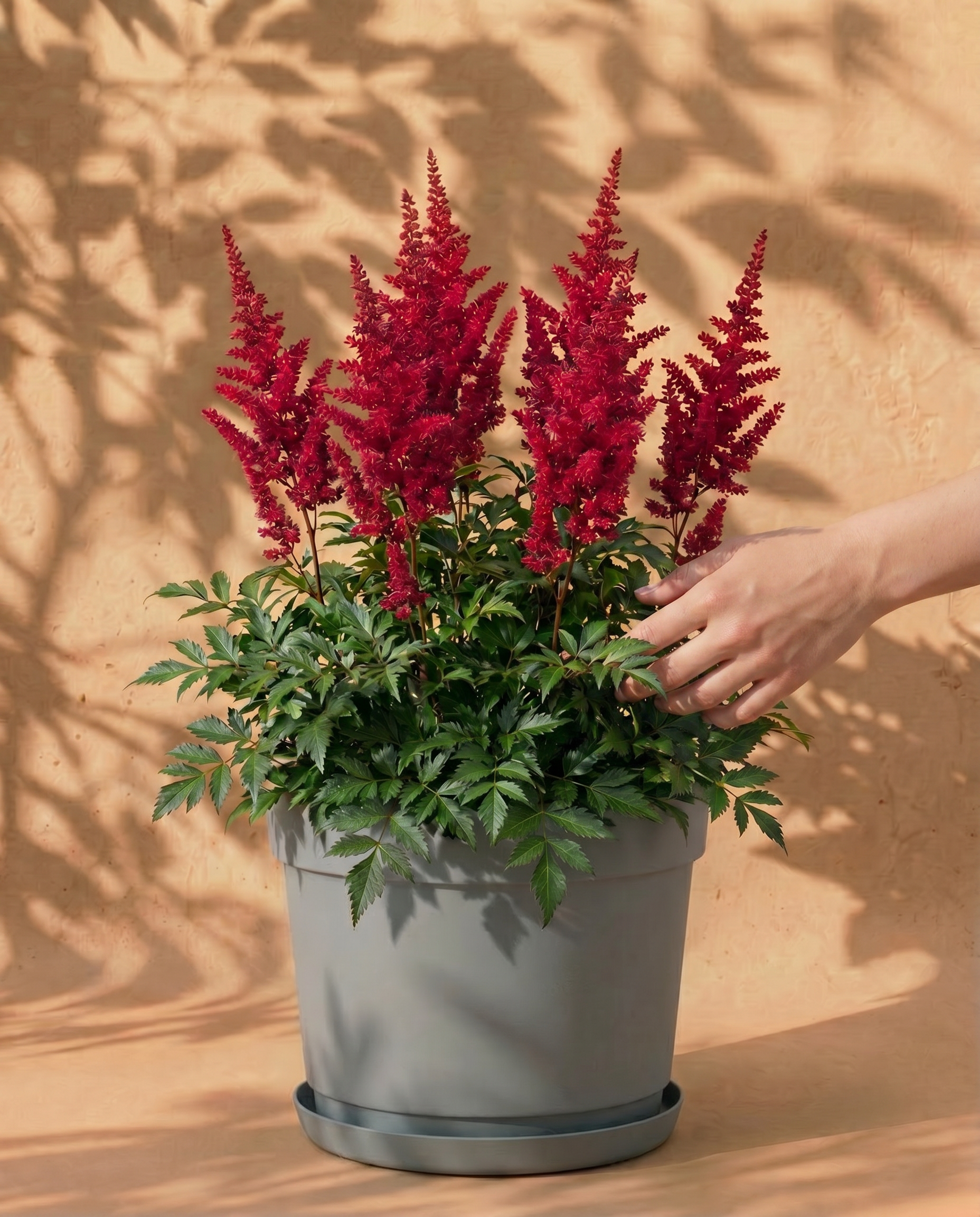 feey-amsterdam-astilbe-pink-3-stk-zum-eingraben-winterhart image 1