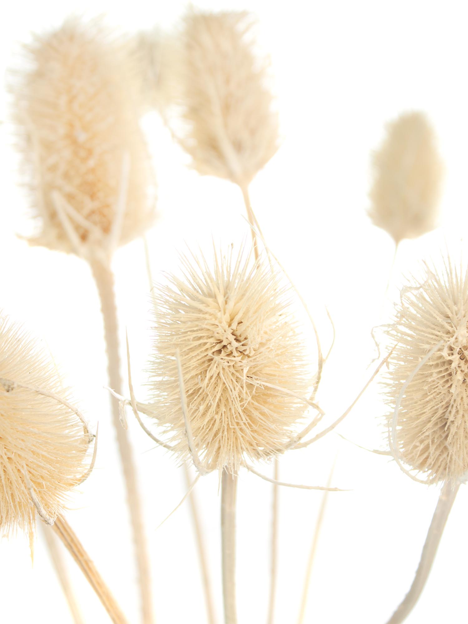 blumigo-trockenblumen-dipsacus-wilde-karde-gebleicht image 5