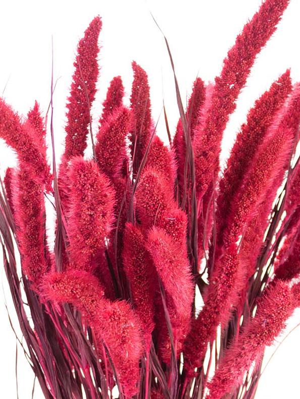 blumigo-trockenblumen-setaria-borstenhirse-getrocknet-fuchsia image 1
