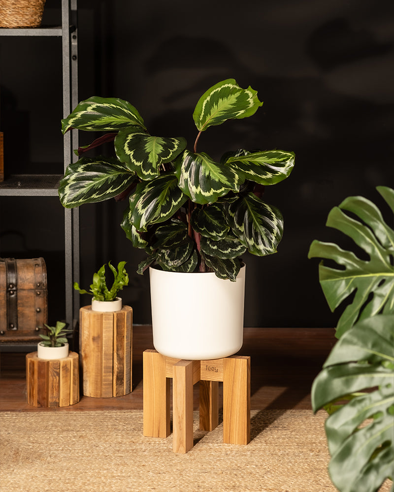 feey-variado-calathea-roseopicta-zimmerpflanze-ohne-bertopf-gro image 4