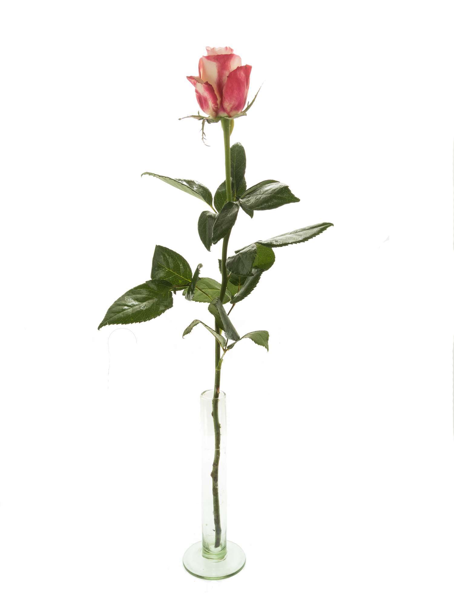blumigo-rosen-advanced-sweetness-rose-pink-creme image 3