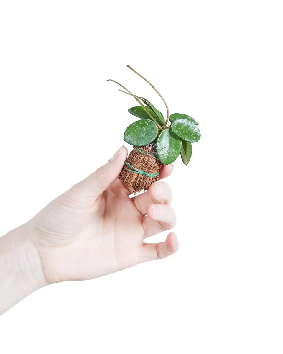 plnts-babyplnts-hoya-mathilde-zimmerpflanze-6cm-topf-wachsblume image 1