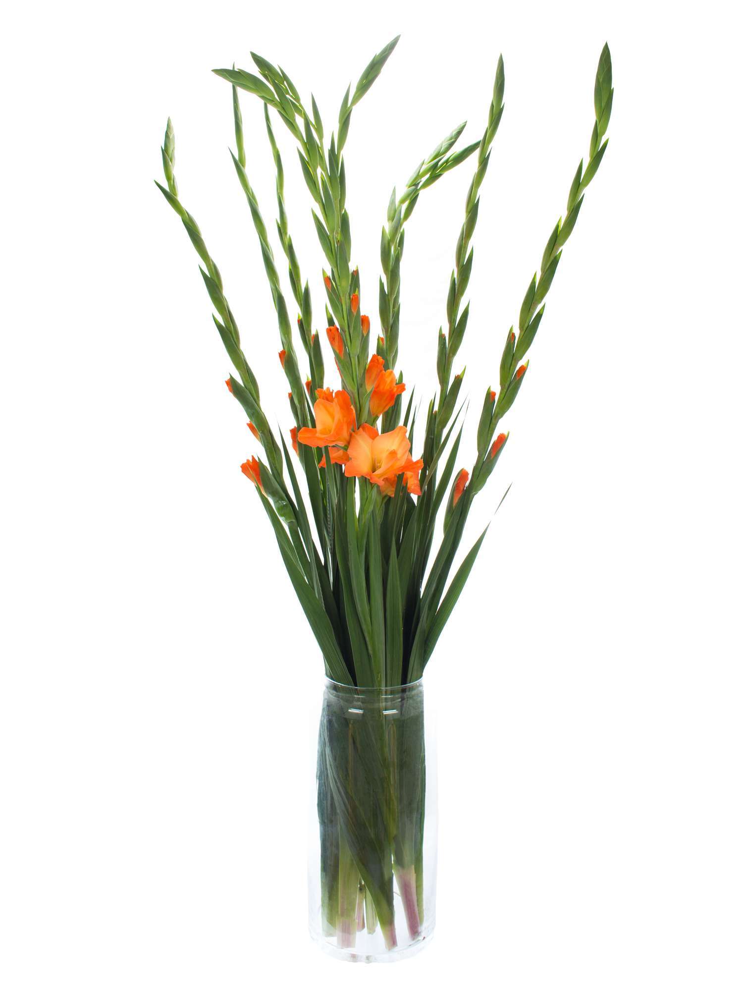 blumigo-royal-class-gladiole-orange image 2