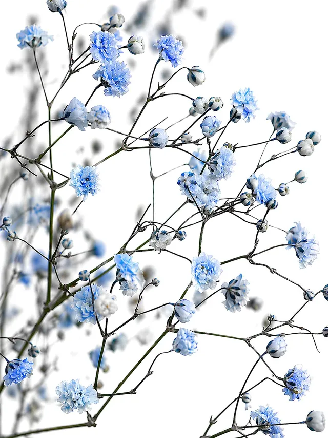 blumigo-schleierkraut-painted-hellblau-f-llblume image 1