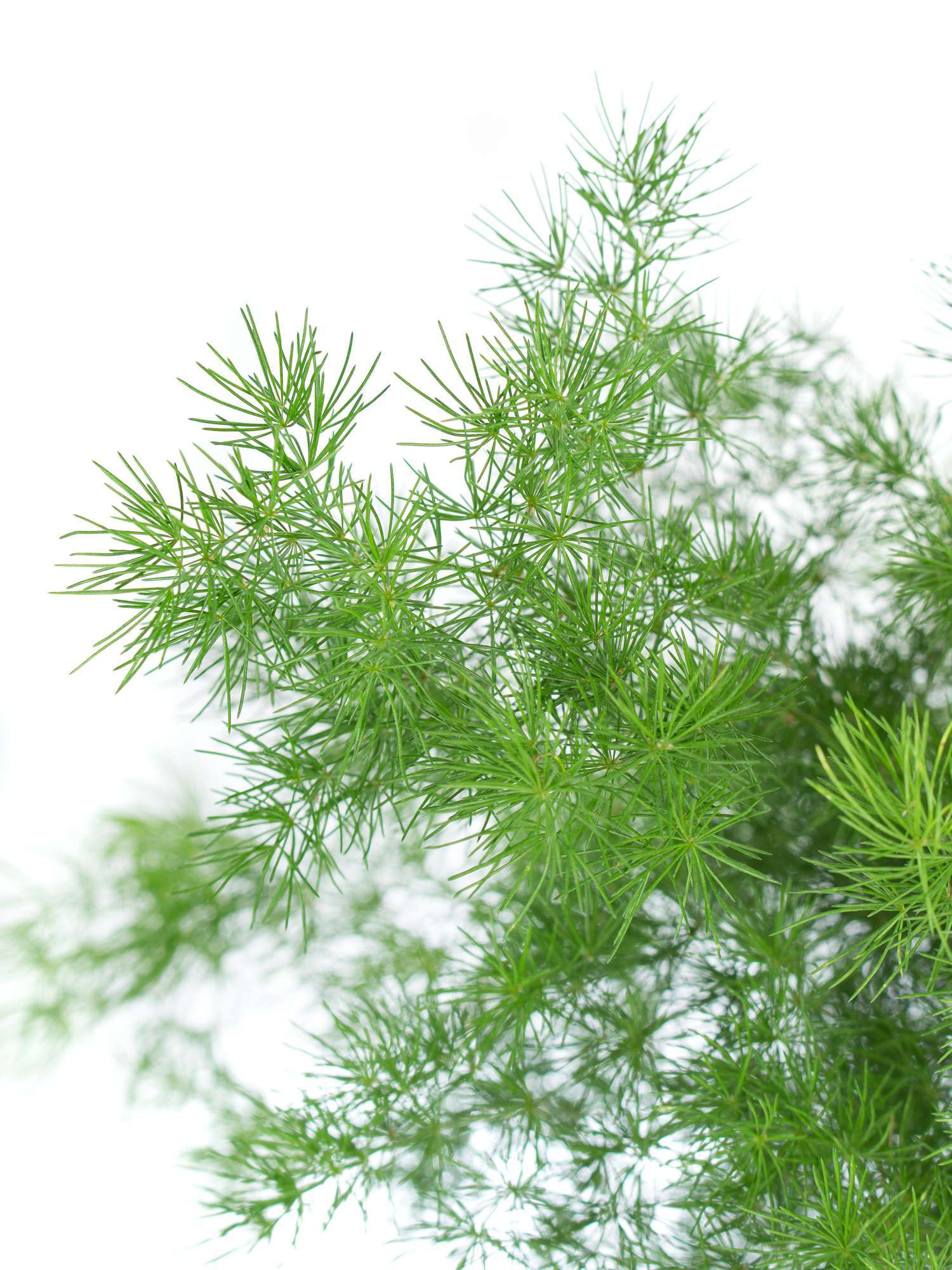 blumigo-asparagus-umbellatus-schnittgr-n-frisch-gr-n image 3