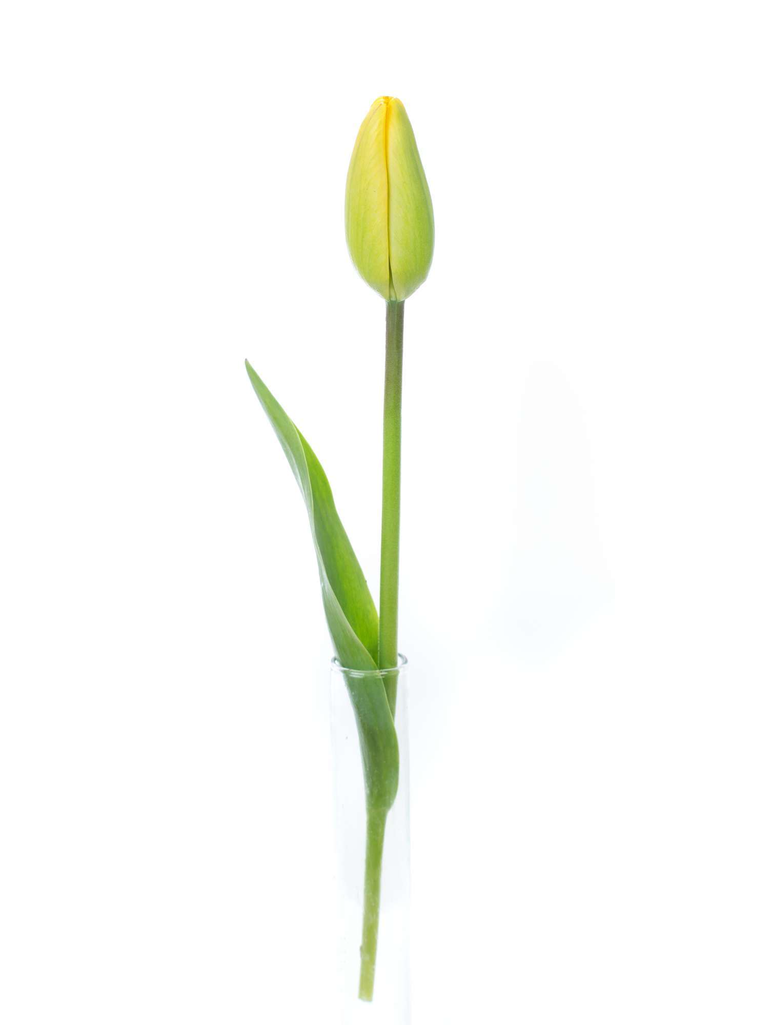 blumigo-tulpen-golden-parade-gelbe-schnittblumen-frisch-knospig image 3