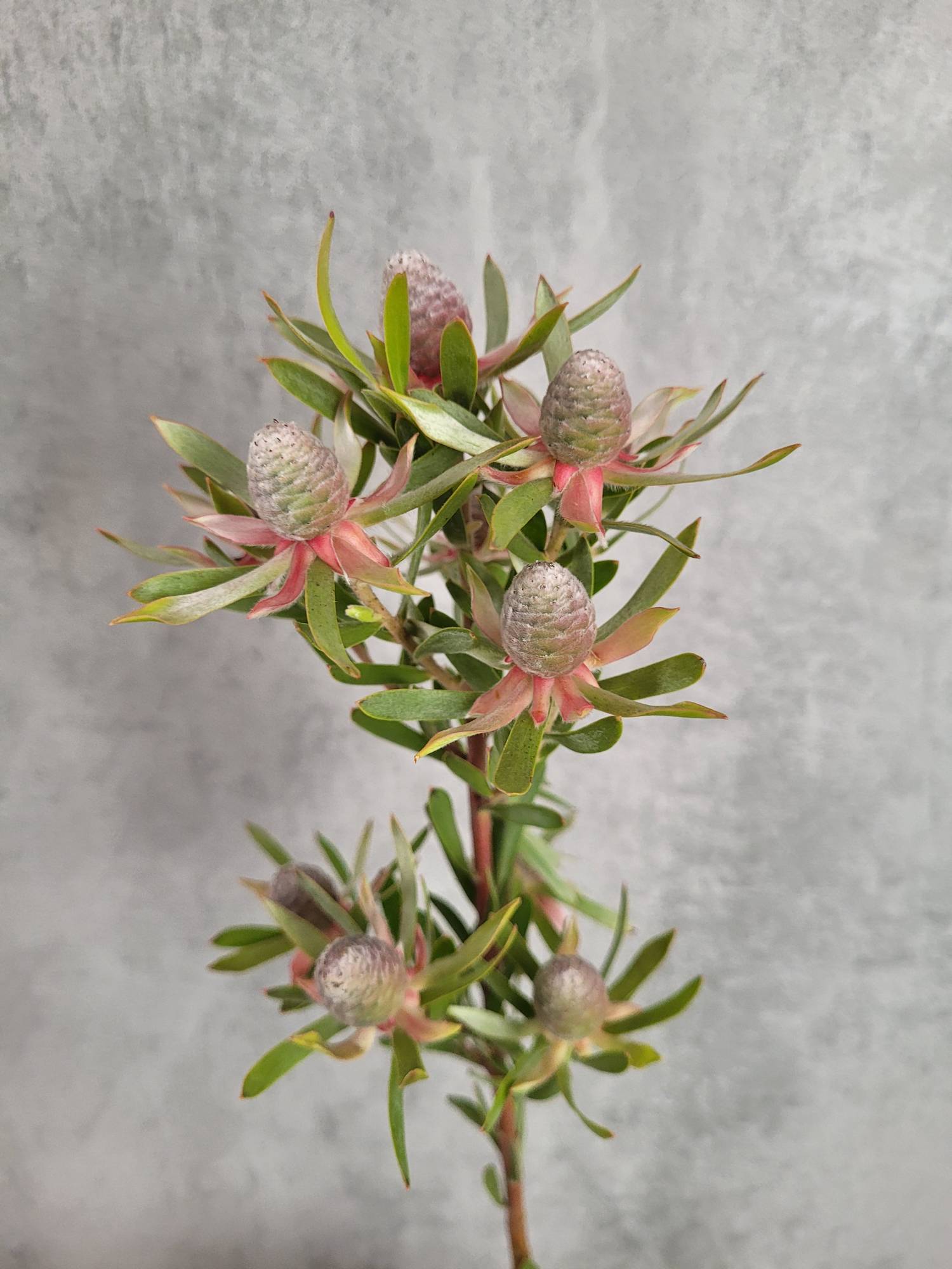 blumigo-proteen-leucadendron-ayoba-star-peal-gr-n-rot image 3