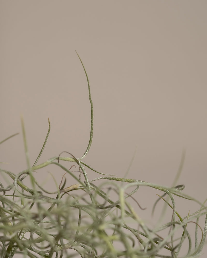 feey-variado-spanisches-moos-tillandsia-h-ngepflanze-tierfreundlich image 5