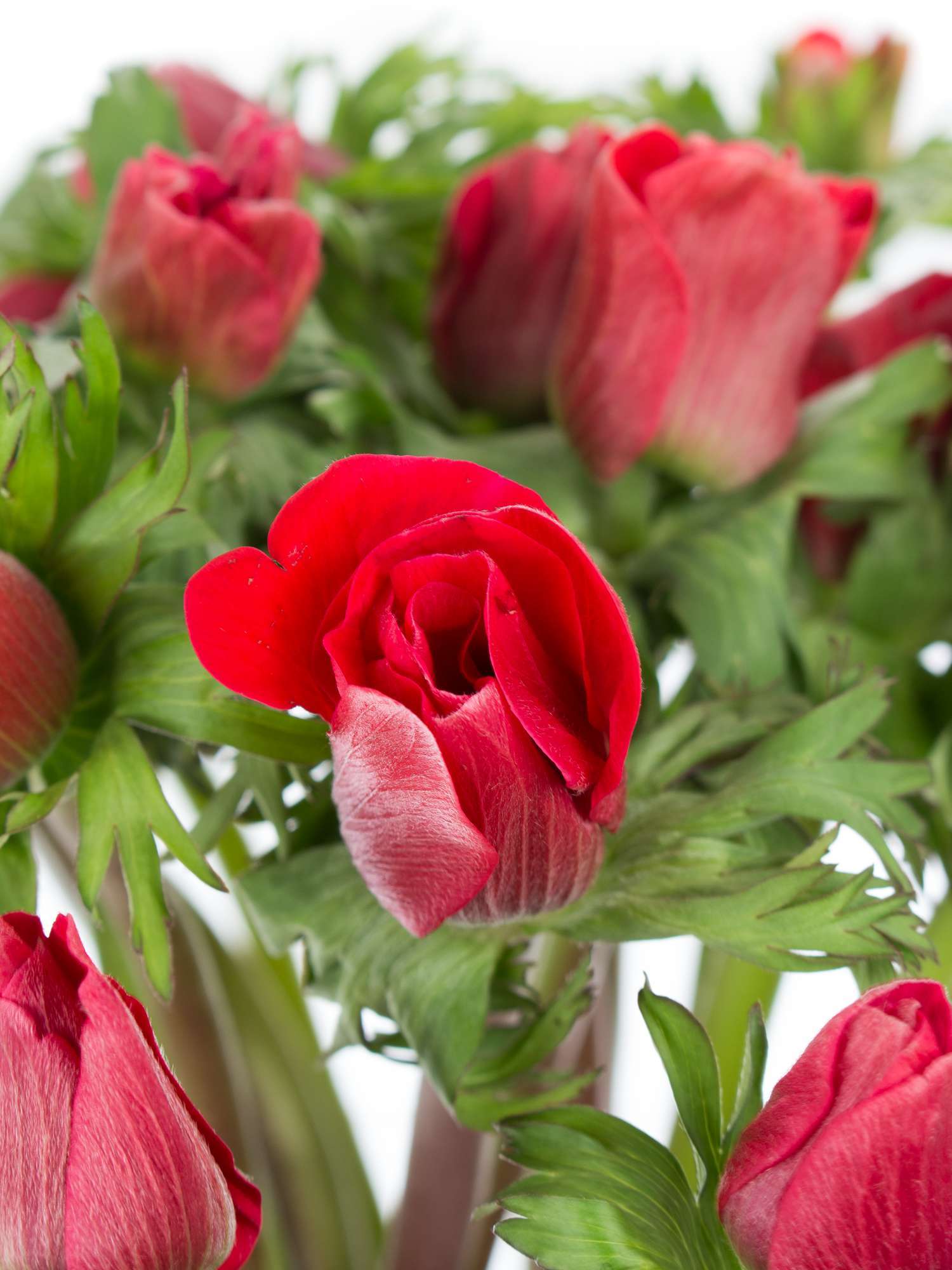 blumigo-anemonen-rot-schnittblumen-frisch image 1
