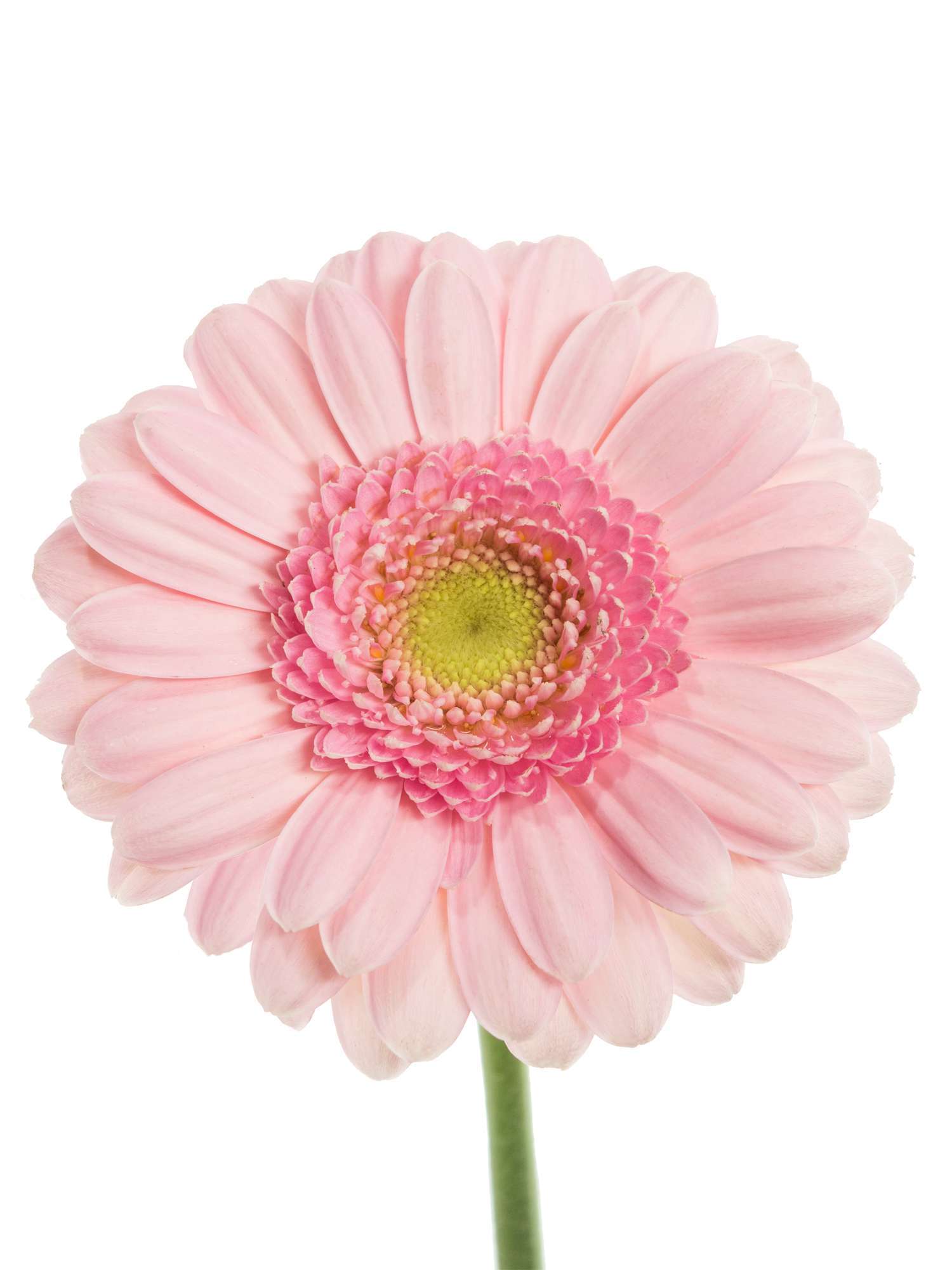blumigo-gerbera-kimsey-mini-germini-rosa-schnittblume image 2