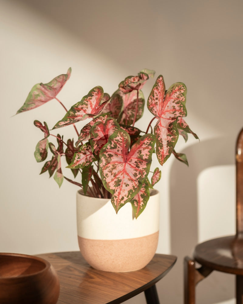 feey-variado-caladium-roze-buntblatt-rosa-zimmerpflanze image 4